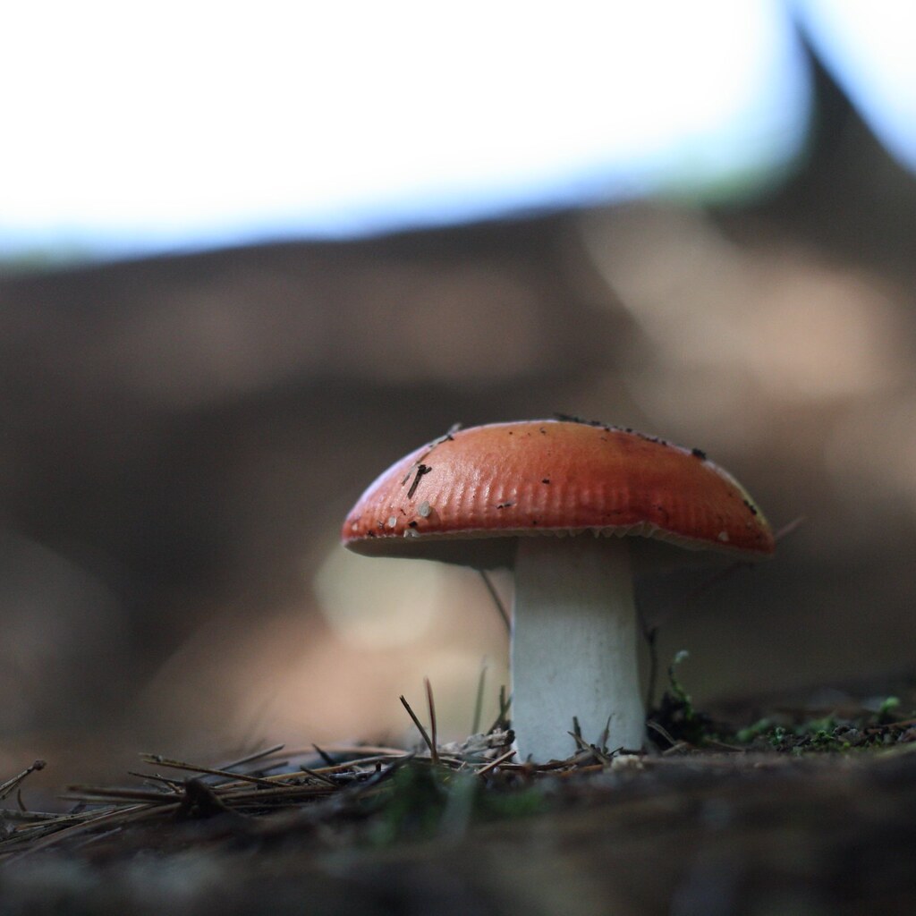 Photo of a mushroom