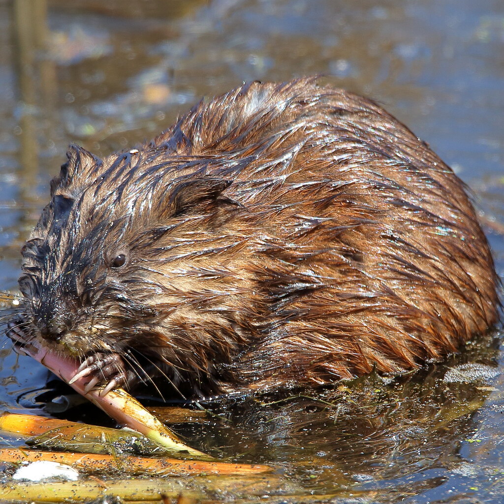 Photo of a muskrat