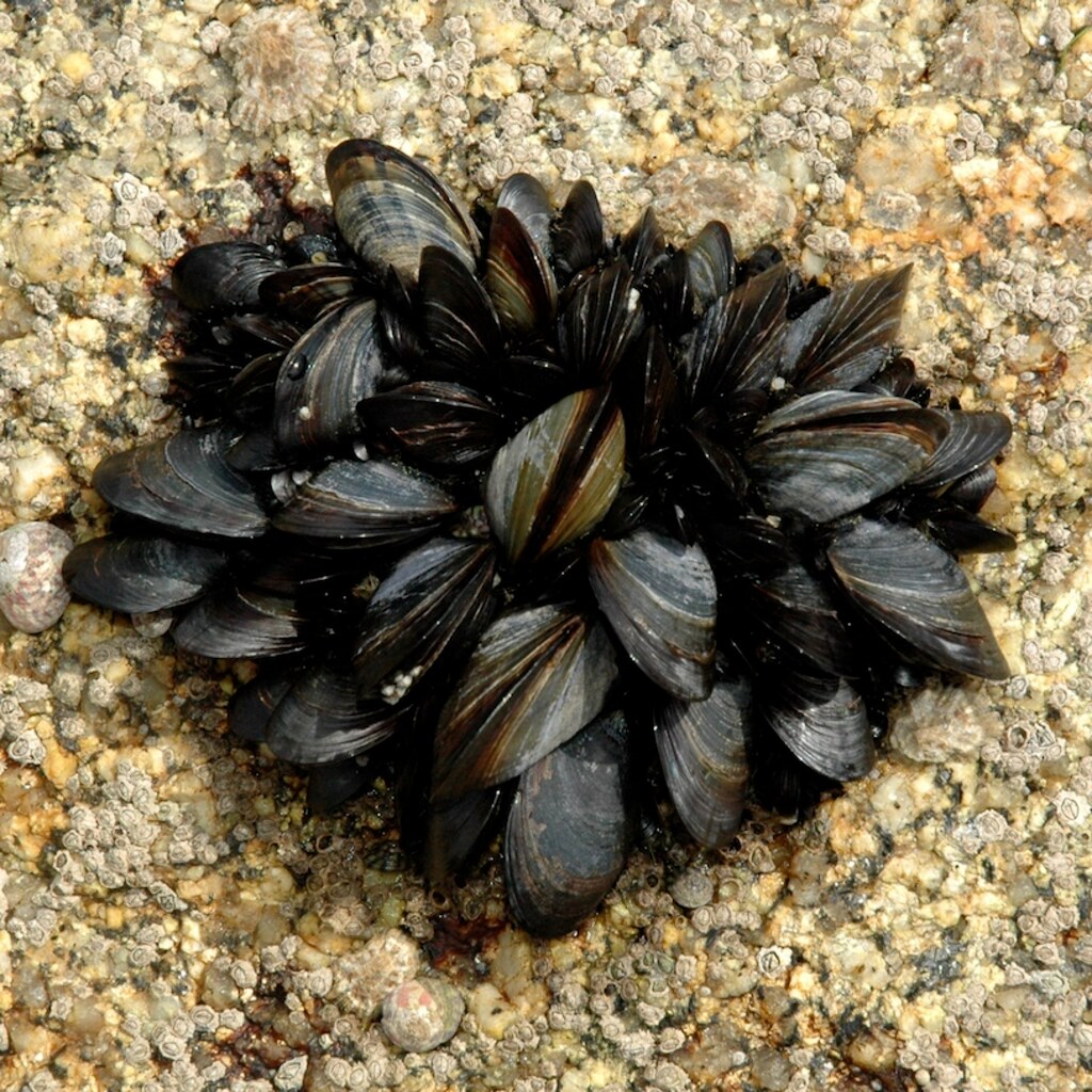 Photo of mussels on a rock