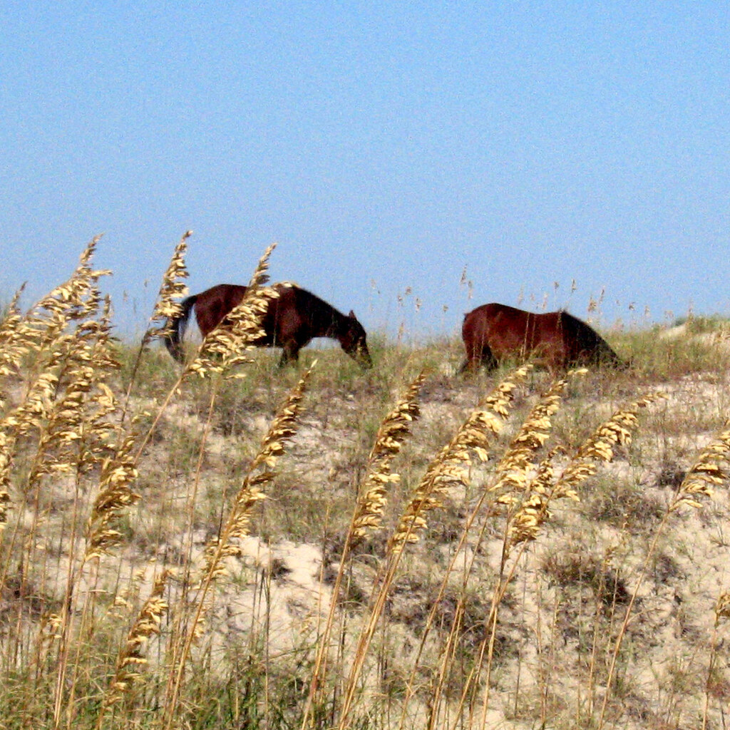 Photo of wild mustangs