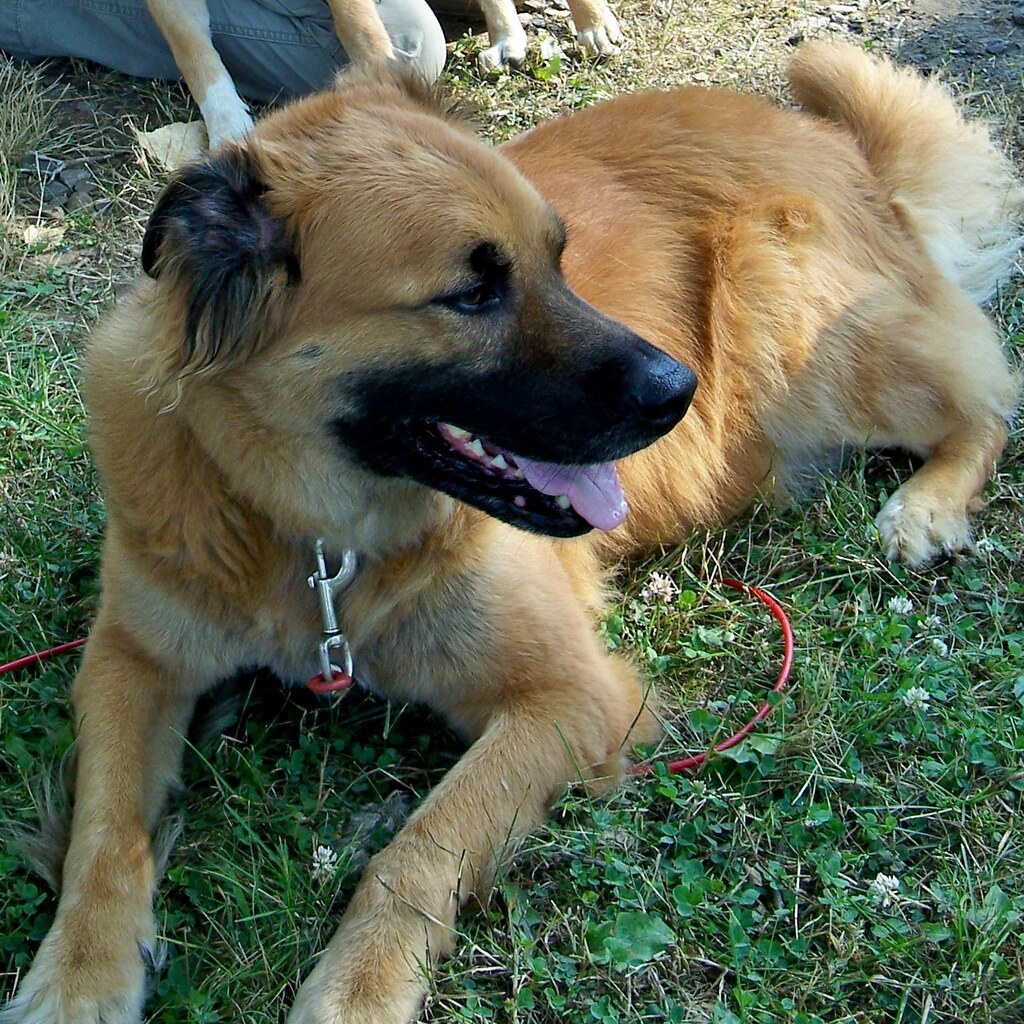 Photo of a mutt