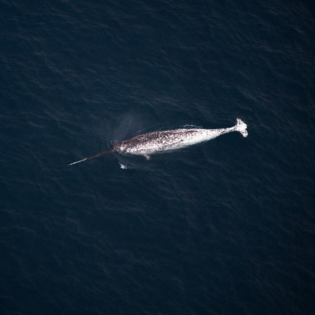 Photo of a narwhal