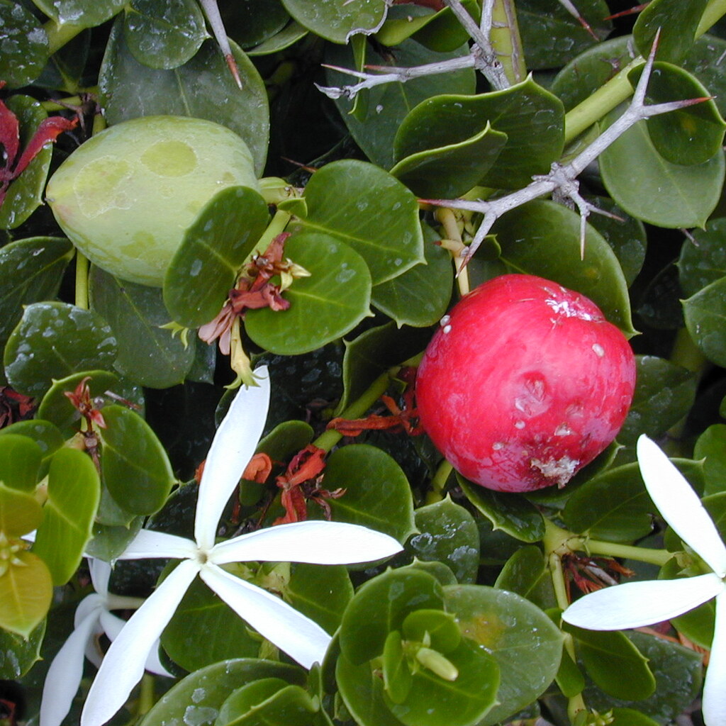 Photo of natal plums