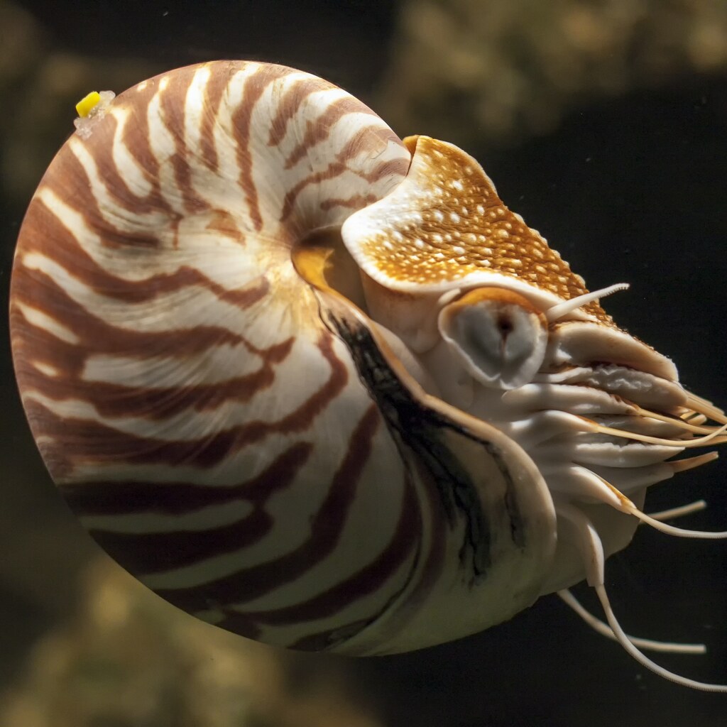 Photo of a nautilus