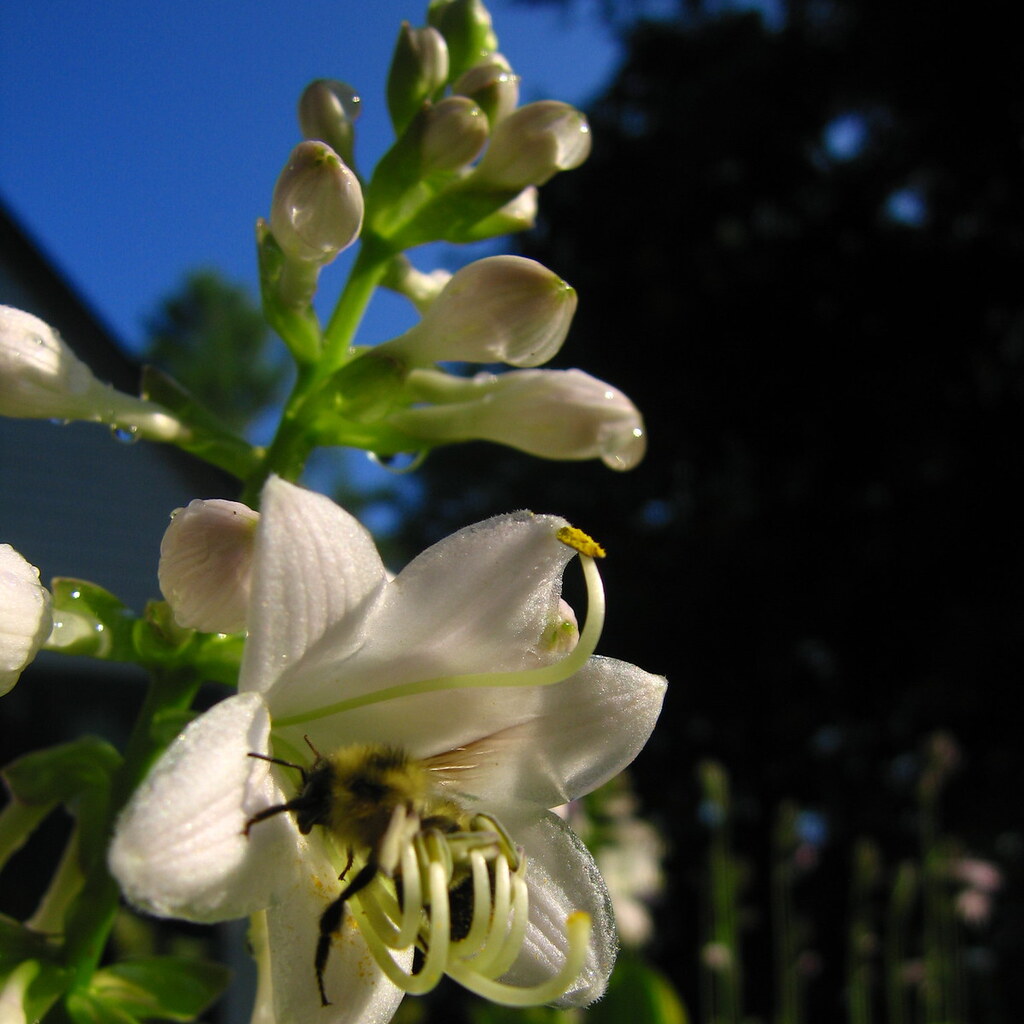Photo of a flower with nectar