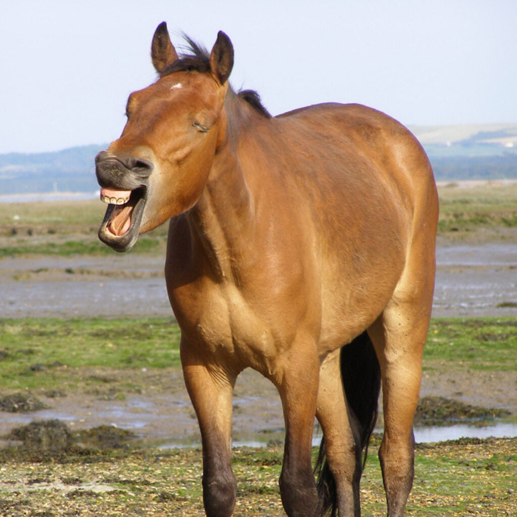 Photo of a horse neighing.