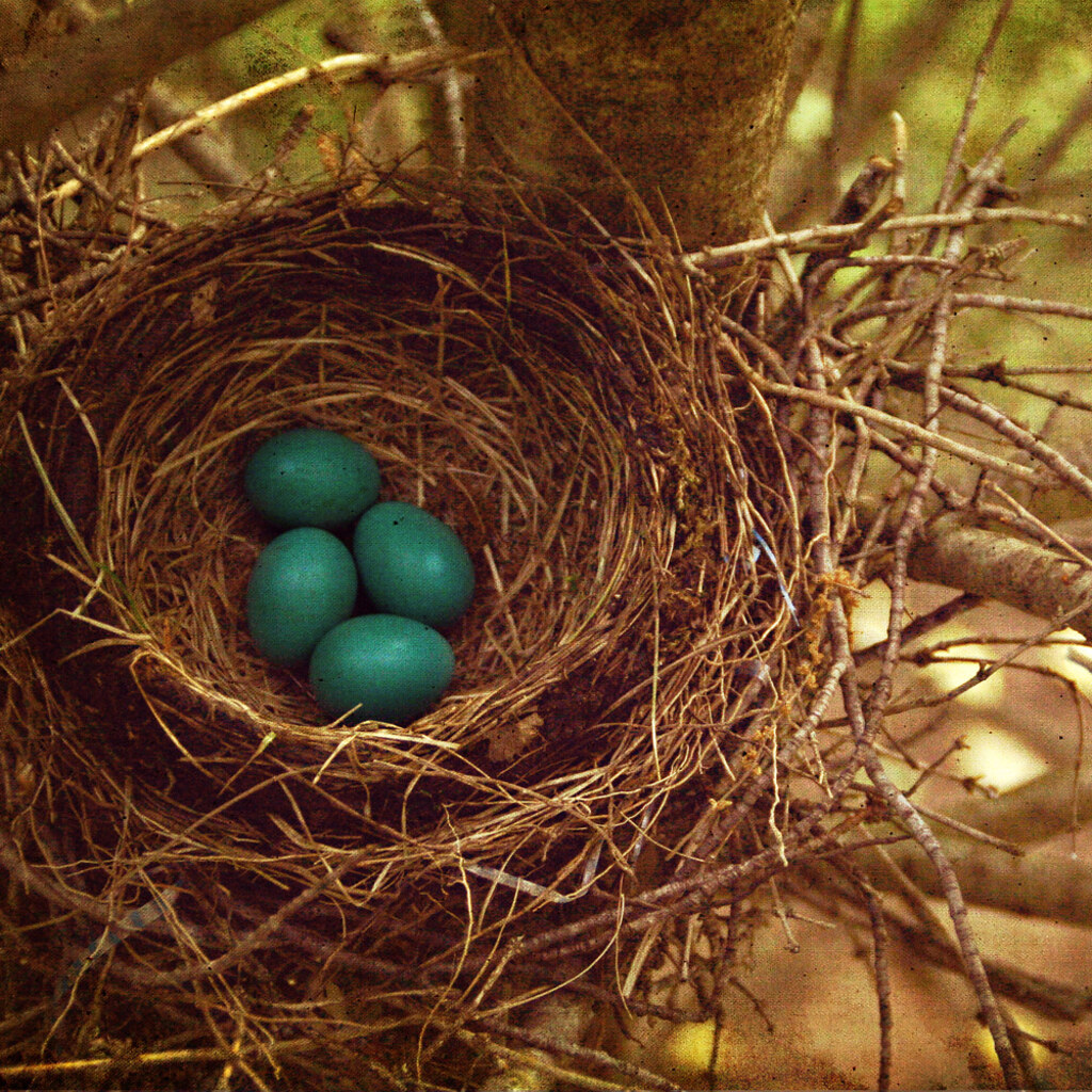 Photo of a birds nest