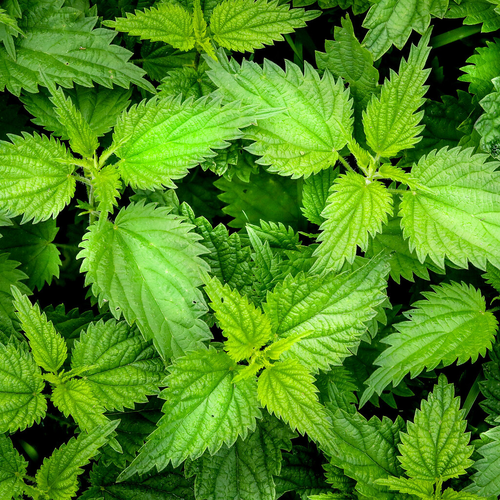 Photo of stinging nettles