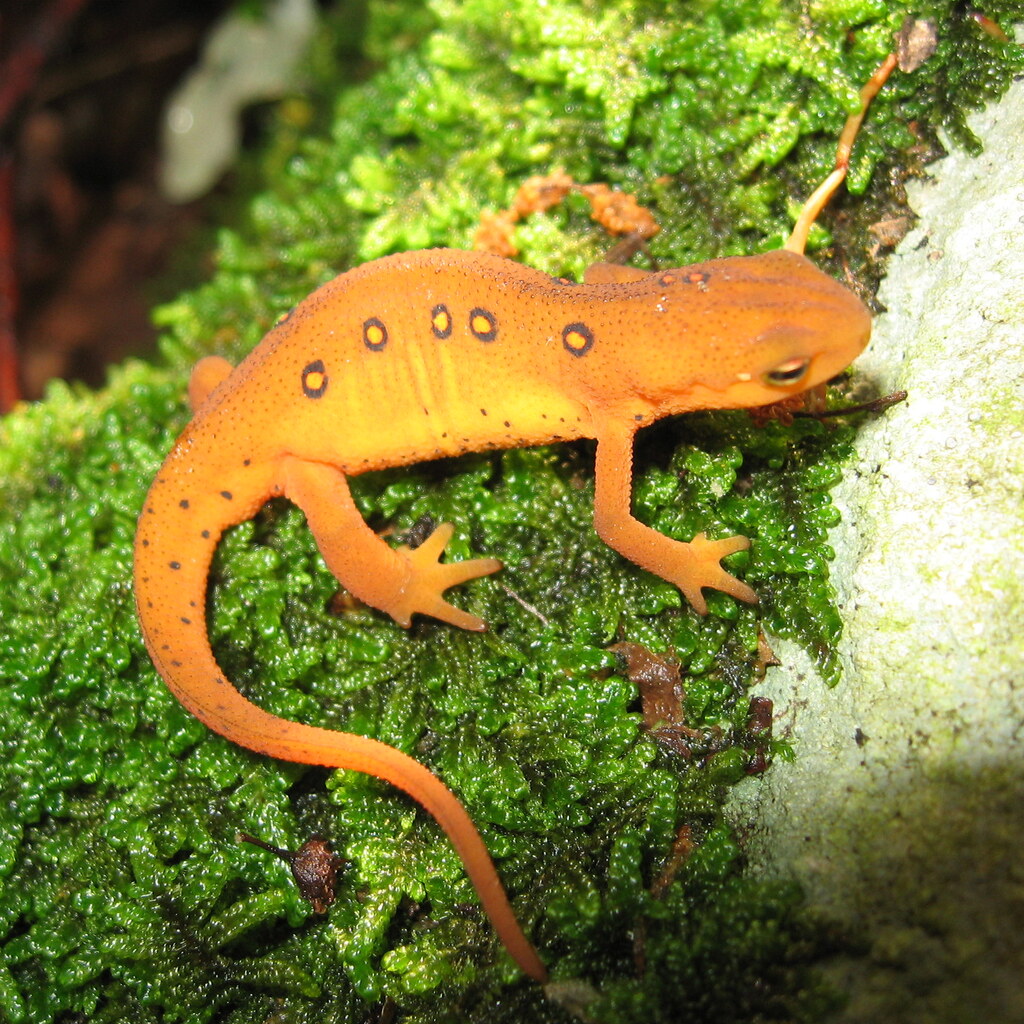 Photo of a newt