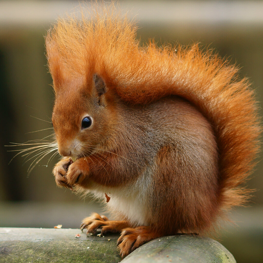 Photo of a squirrel nibbling a nut