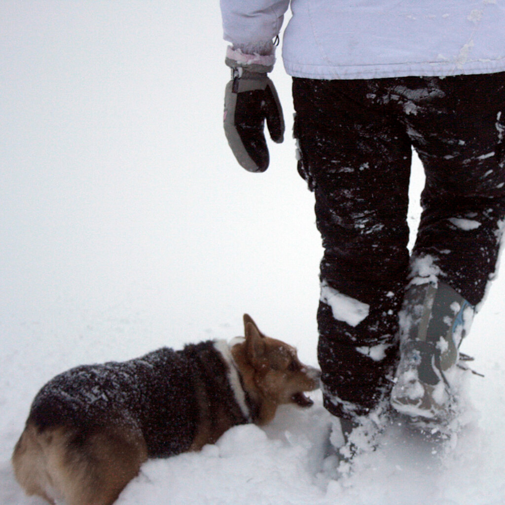 Photo of a dog nipping