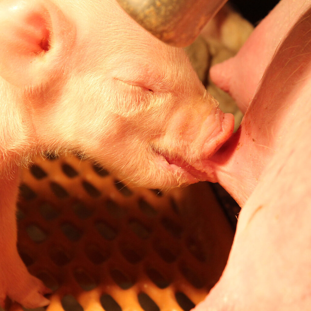 Photo of pig nipples