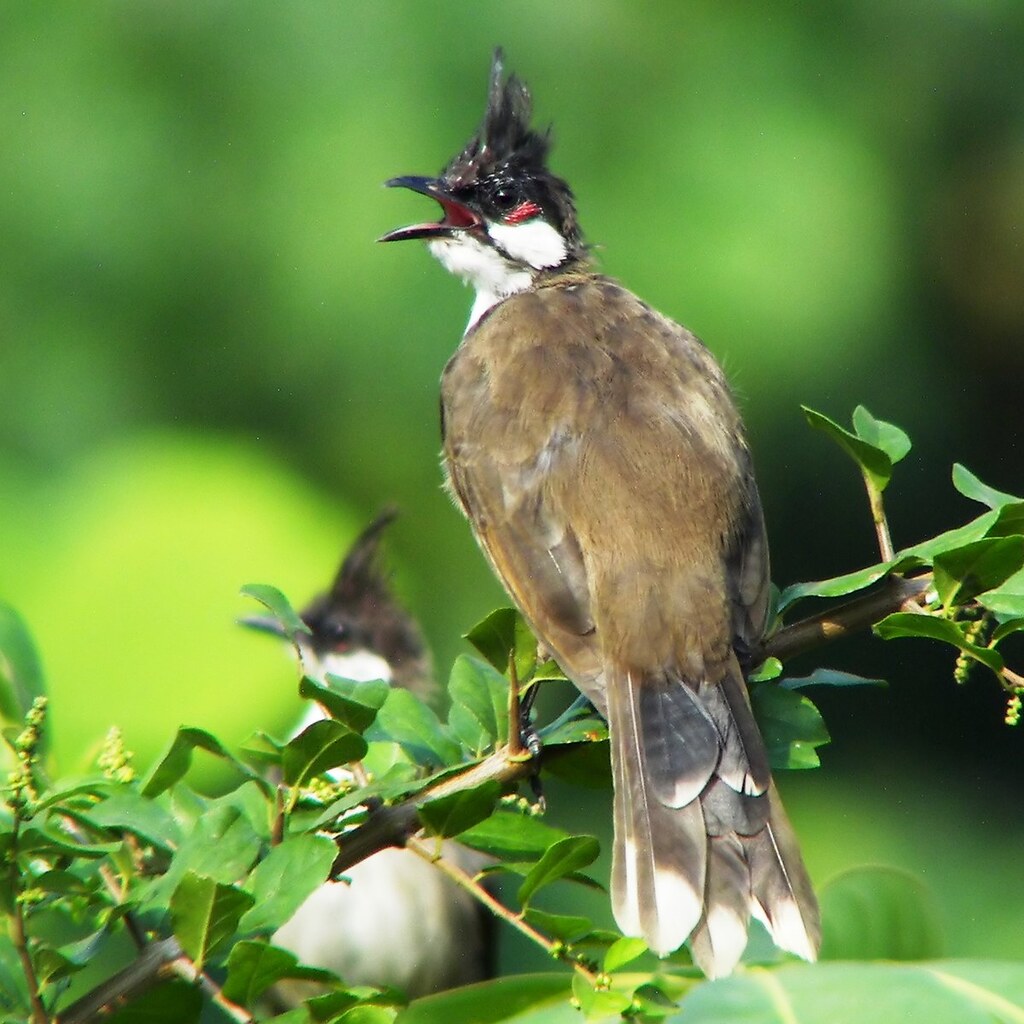 Photo of a singing bird