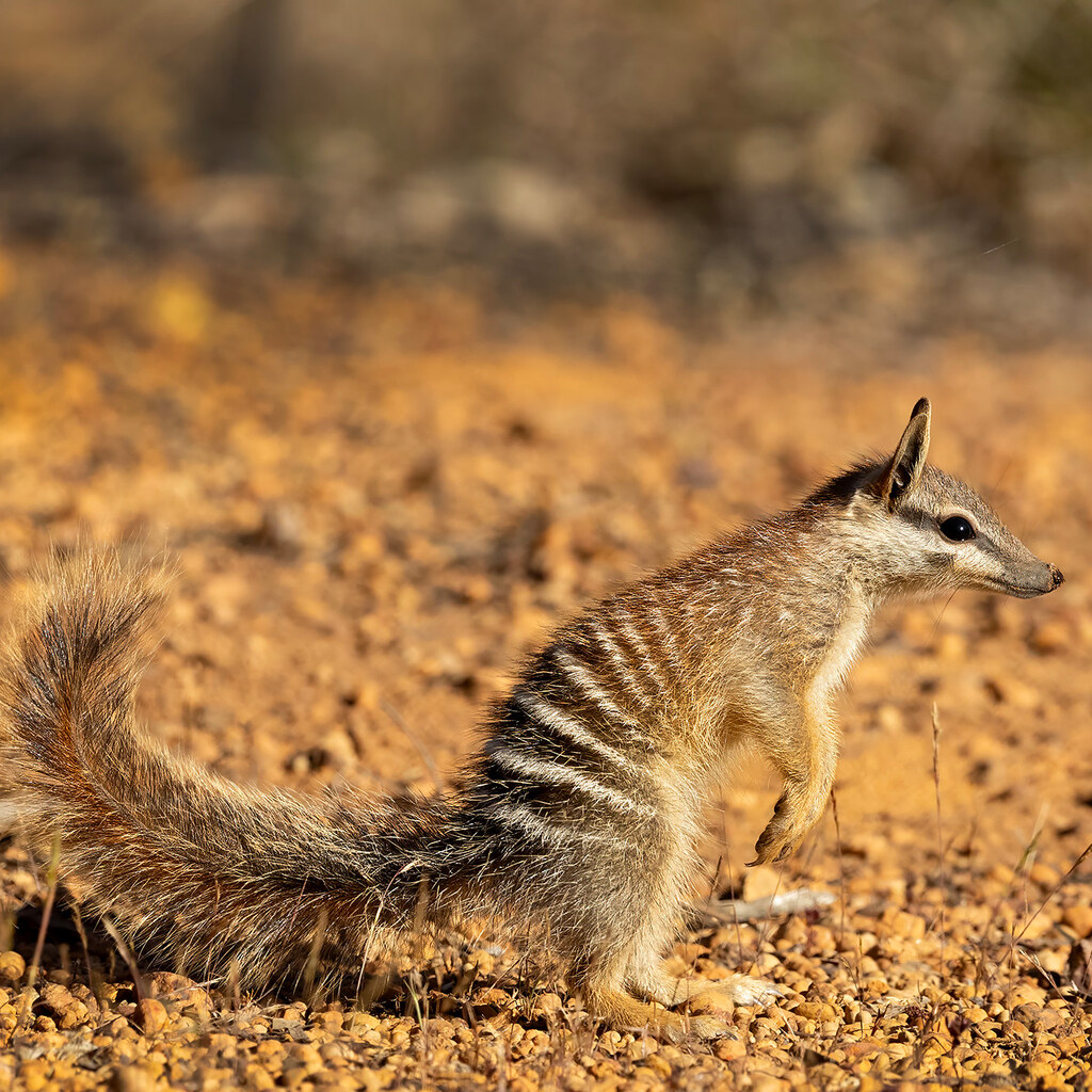 Photo of a numbat