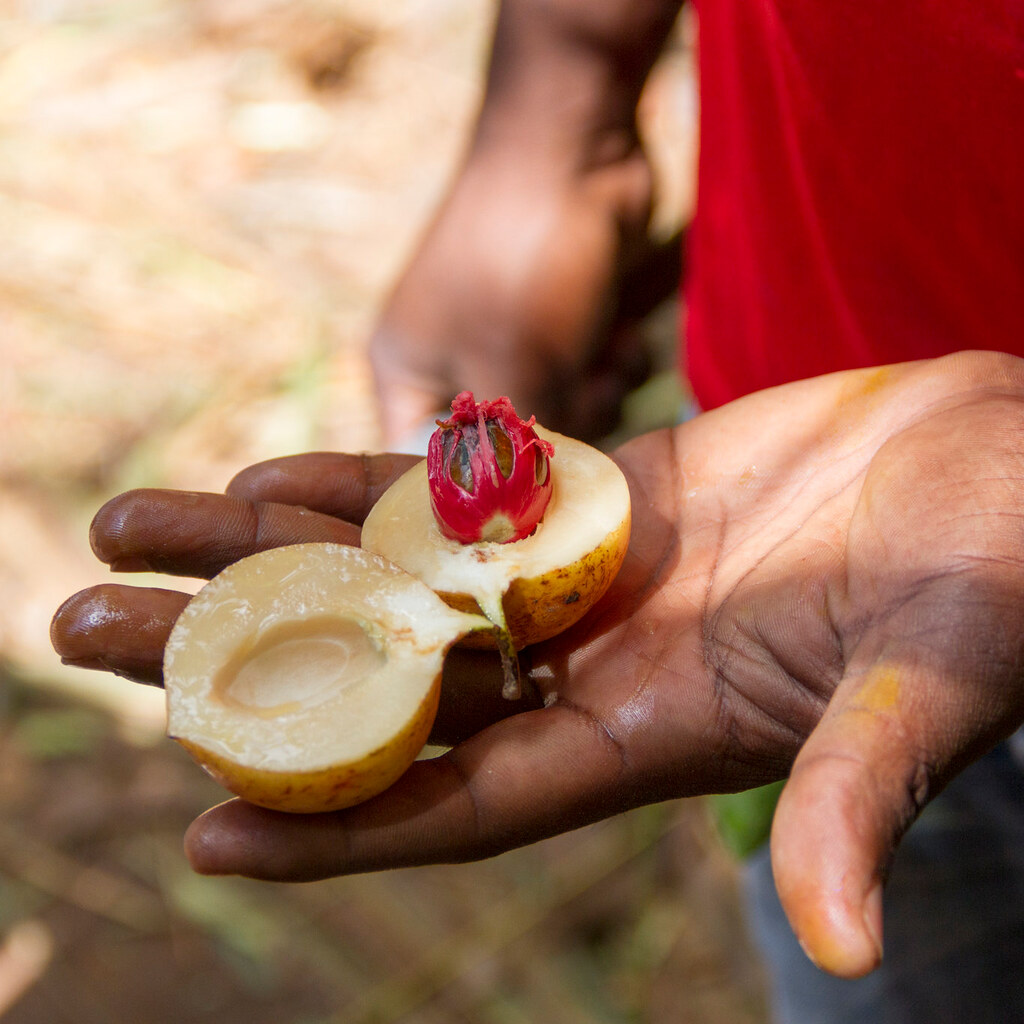Photo of nutmeg fruit