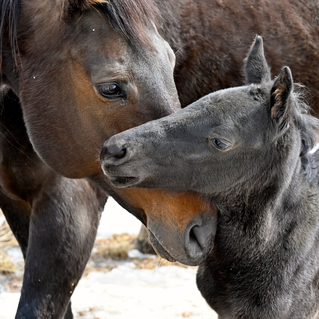 Photo of a mare nuzzling a foal