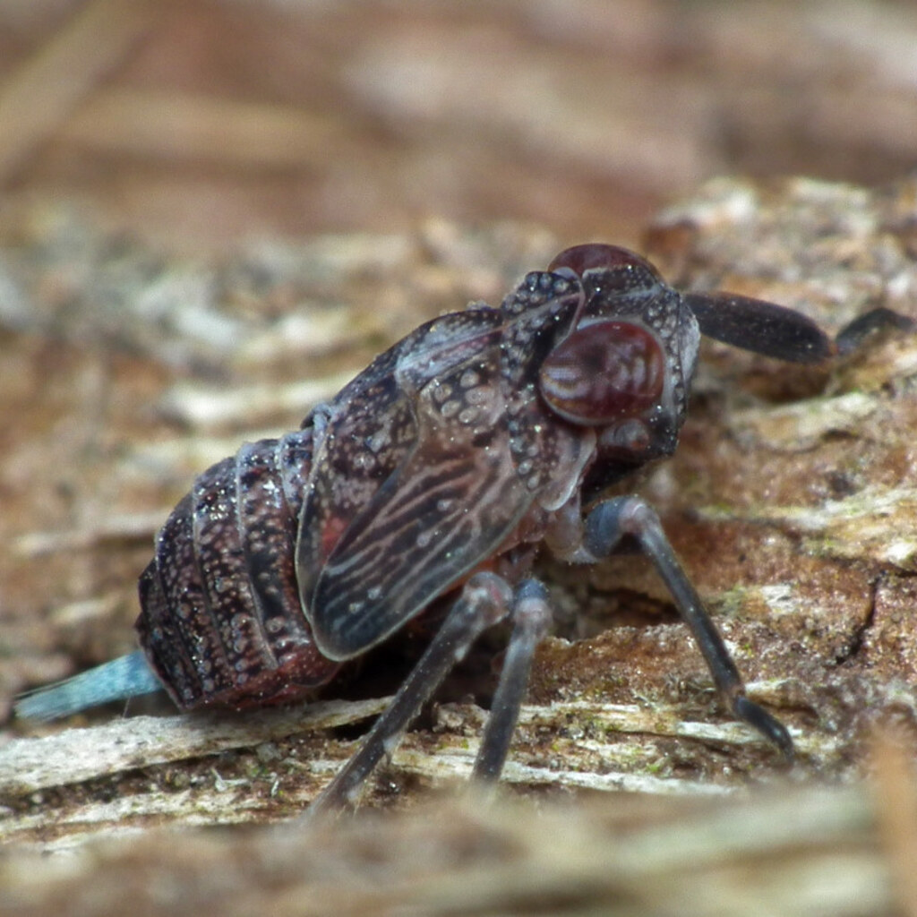 Photo of a nymph