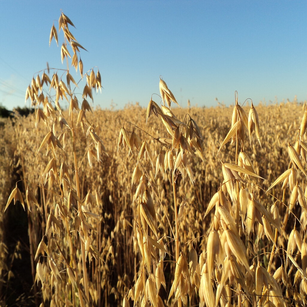 Photo of oats