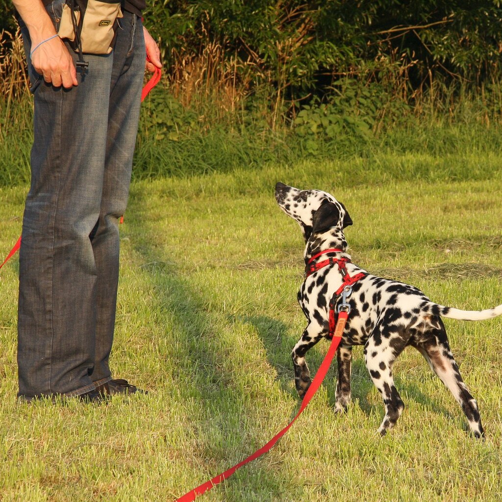 Photo of a dog at obedience classes