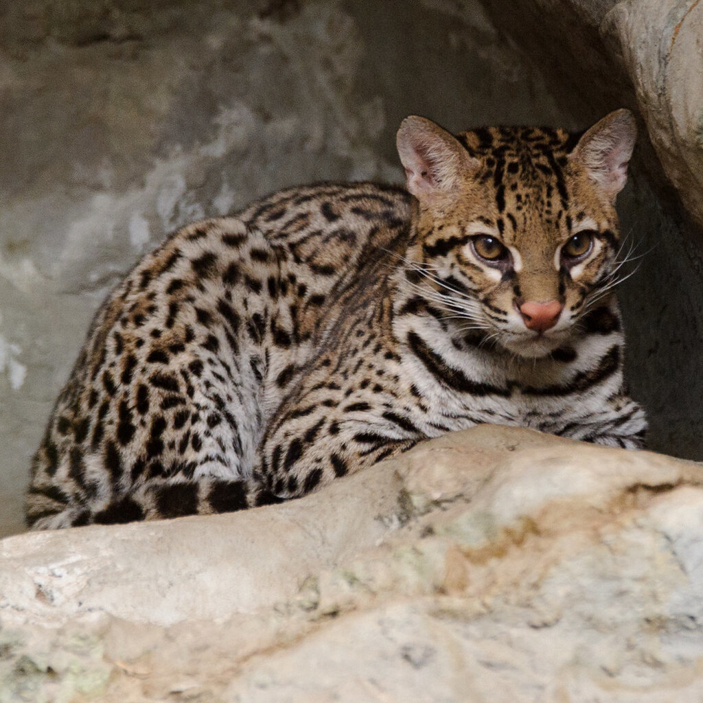 Photo of an ocelot