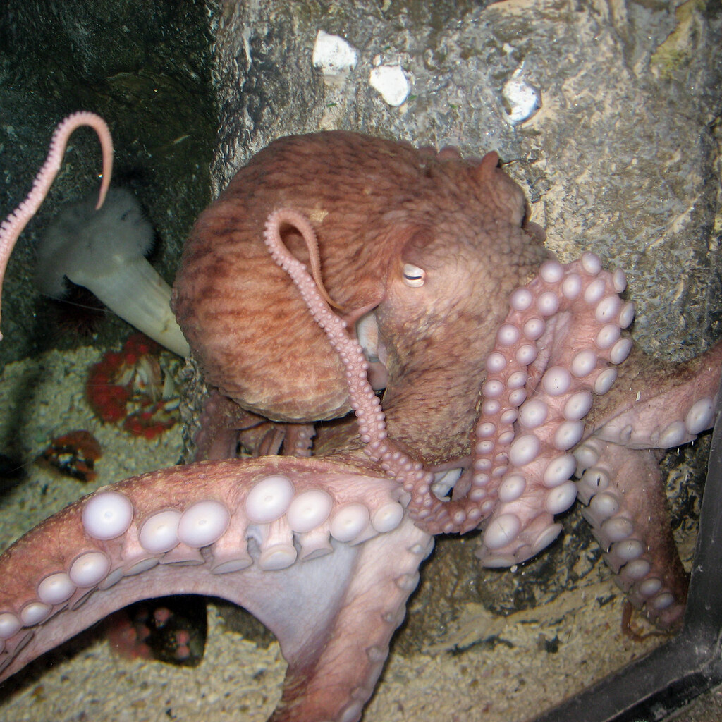Photo of an octopus