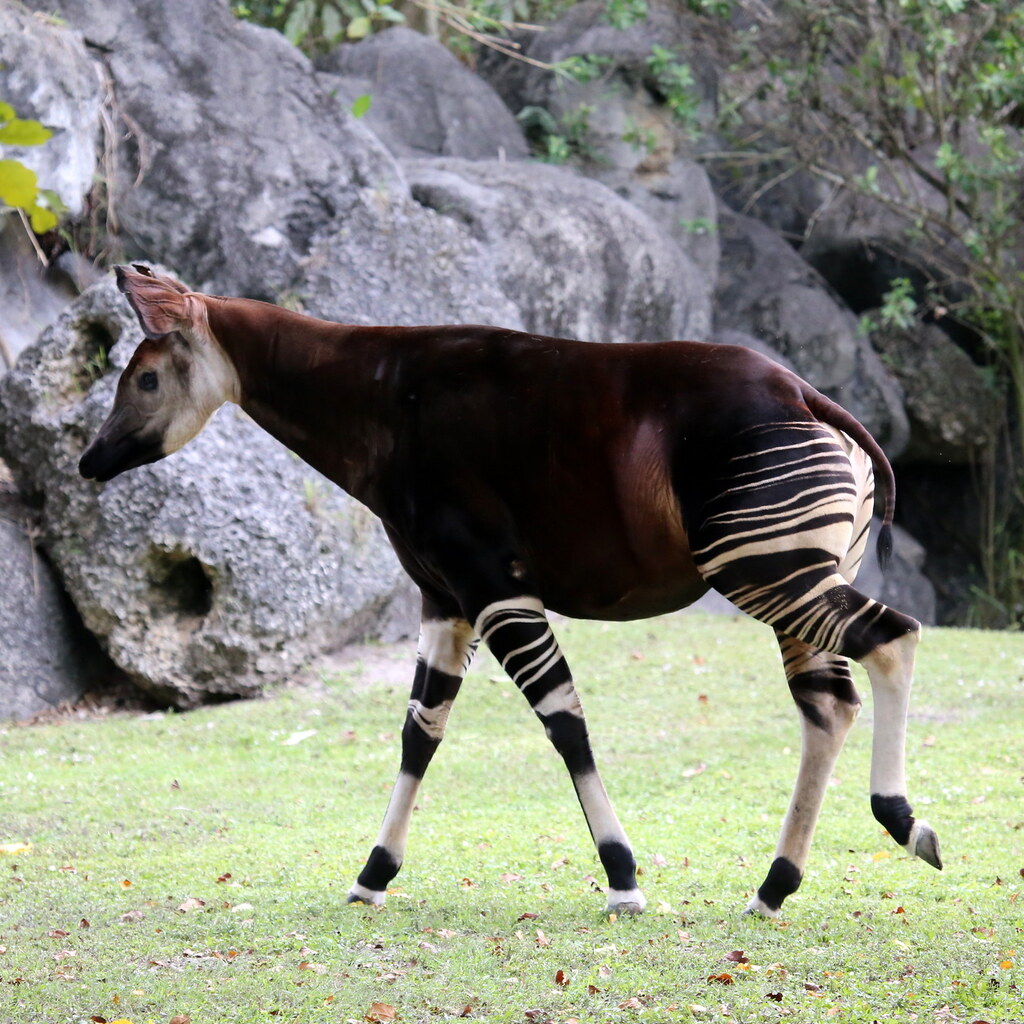 Photo of an okapi