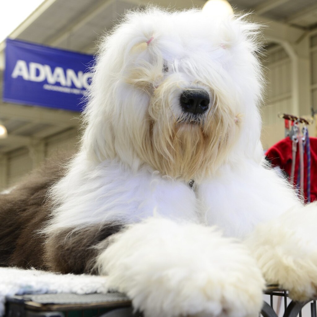 Photo of an old English sheepdog