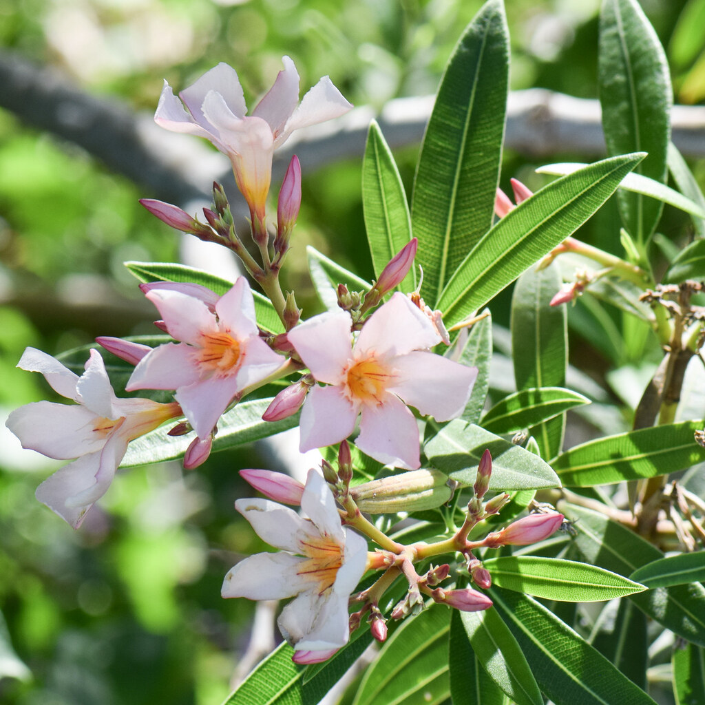 Photo of oleander flowers.