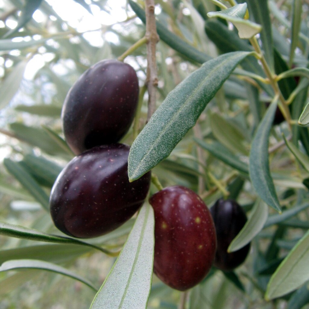 Photo of olives