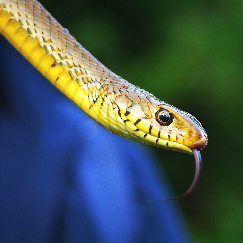 Photo of a snake