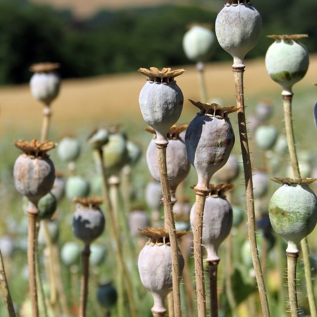 Photo of opium poppy seedheads