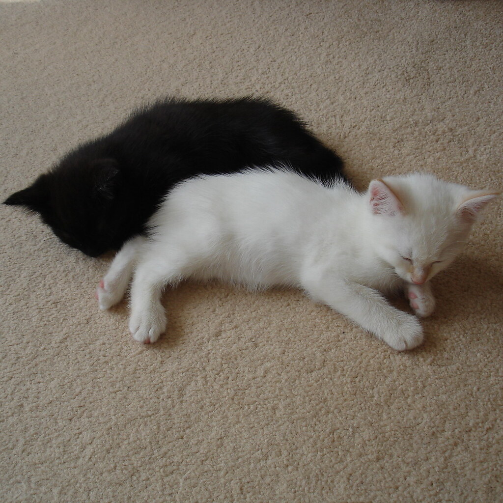 Photo of a black and a white kitten