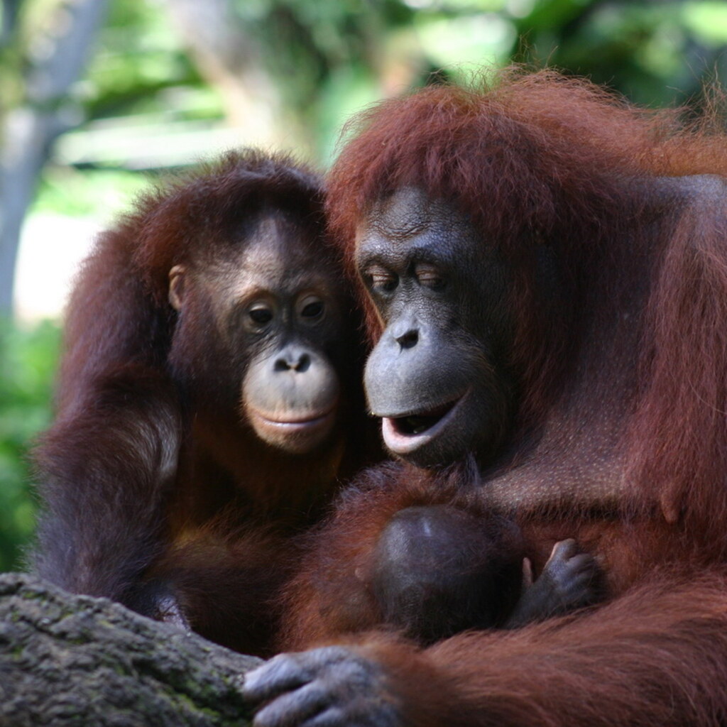Photo of a family of orangutans