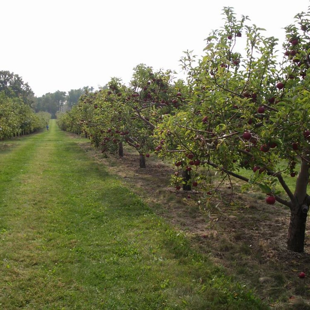 Photo of a fruit orchard