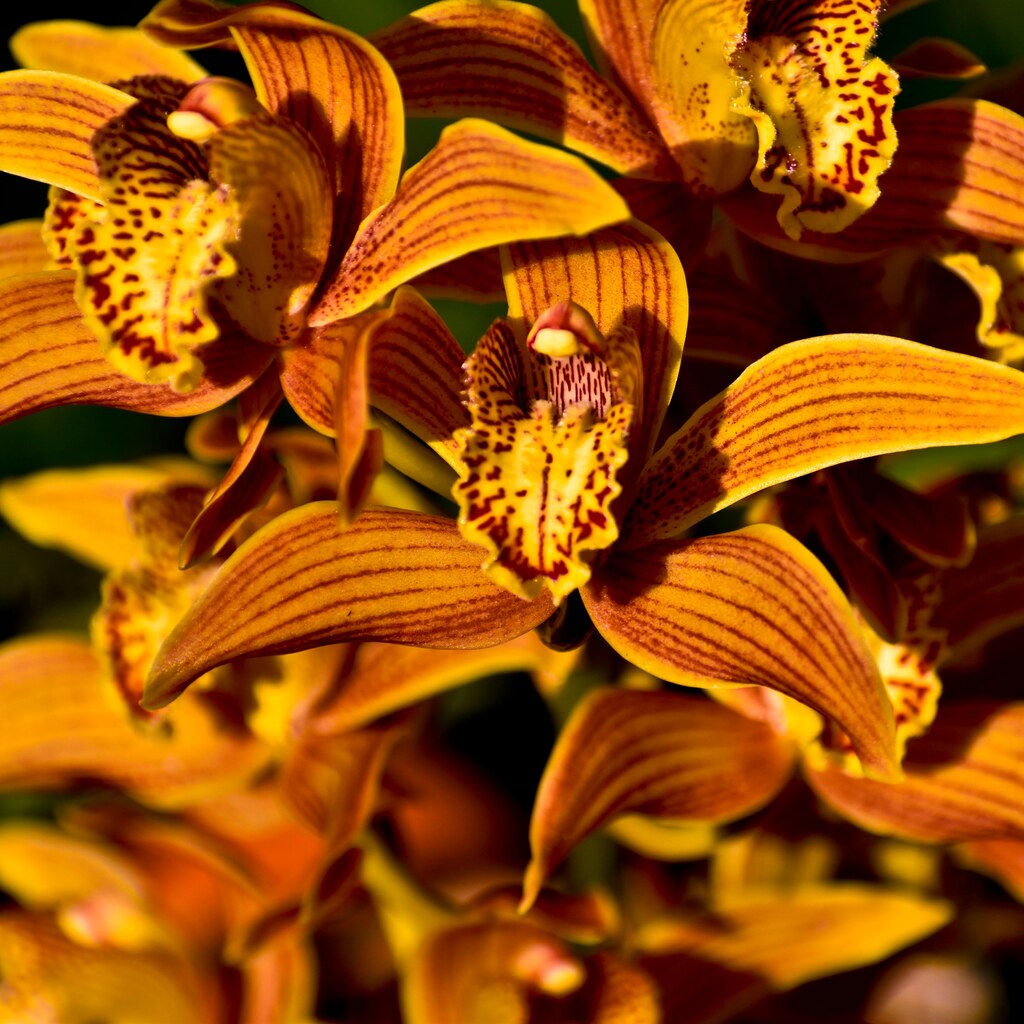 Photo of orchid flowers