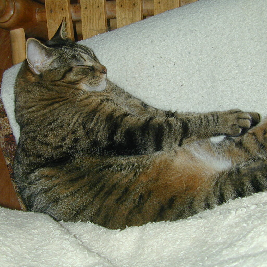 Photo of an ordinary tabby cat