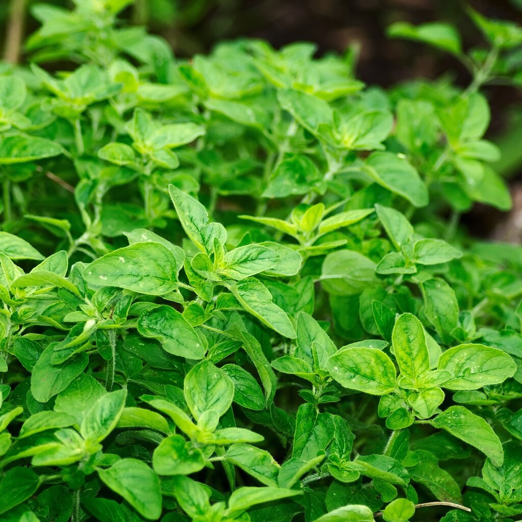 Photo of oregano
