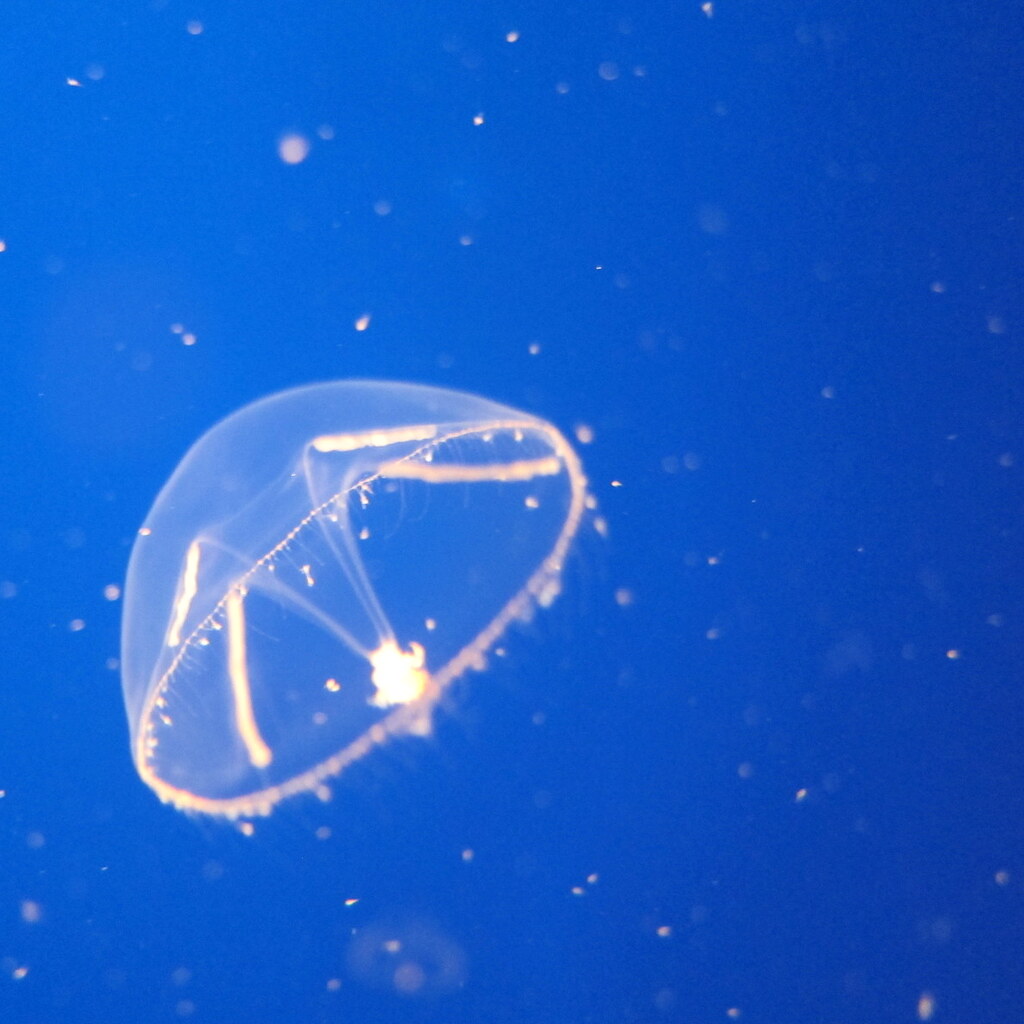 Photo of a jellyfish