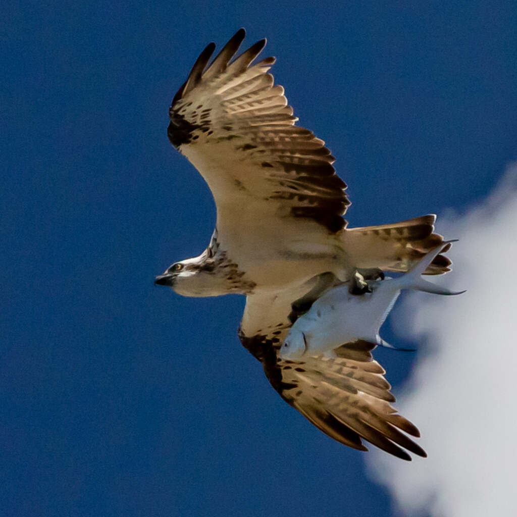 Photo of a osprey