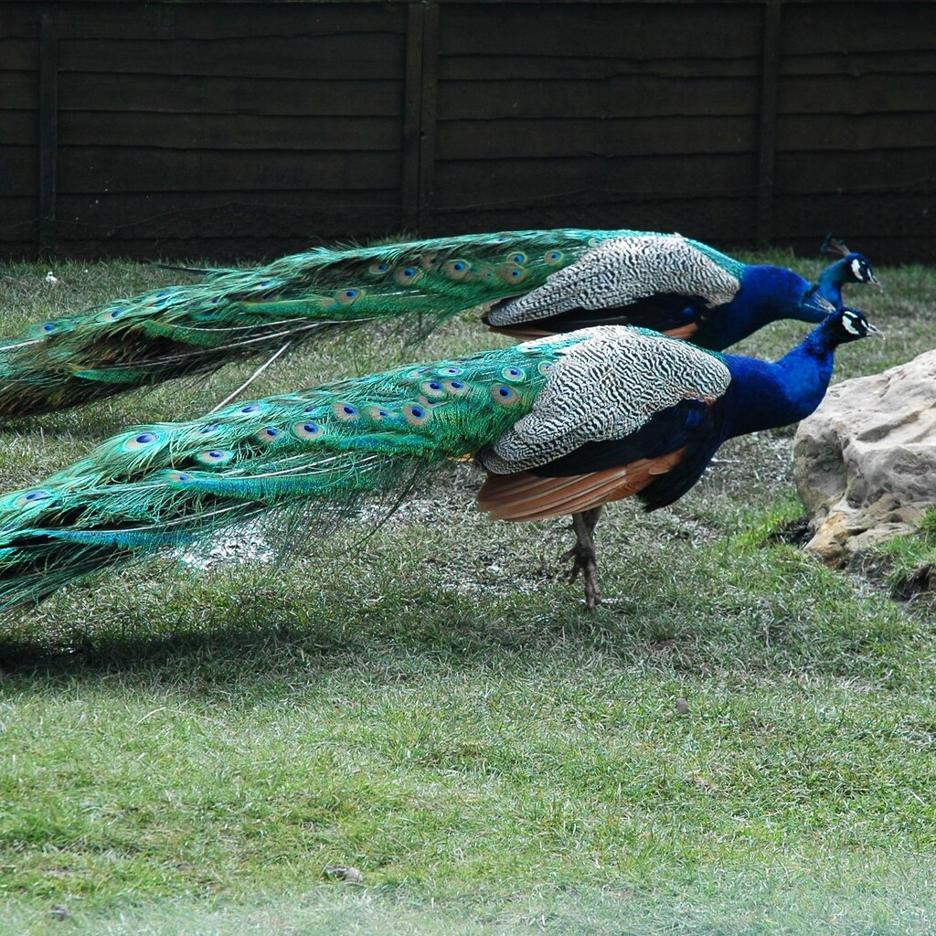 Photo of a group of peacocks