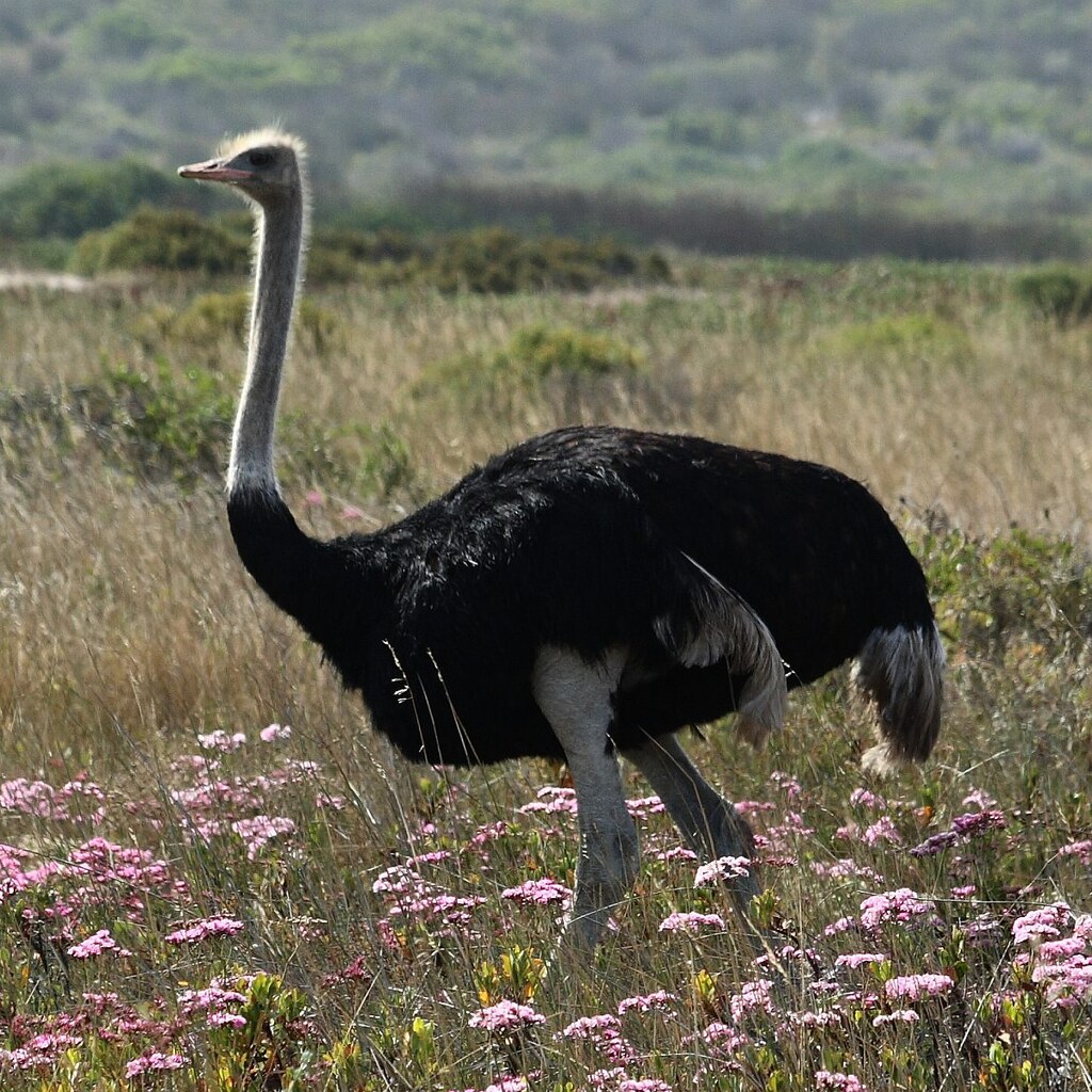 Photo of an ostrich