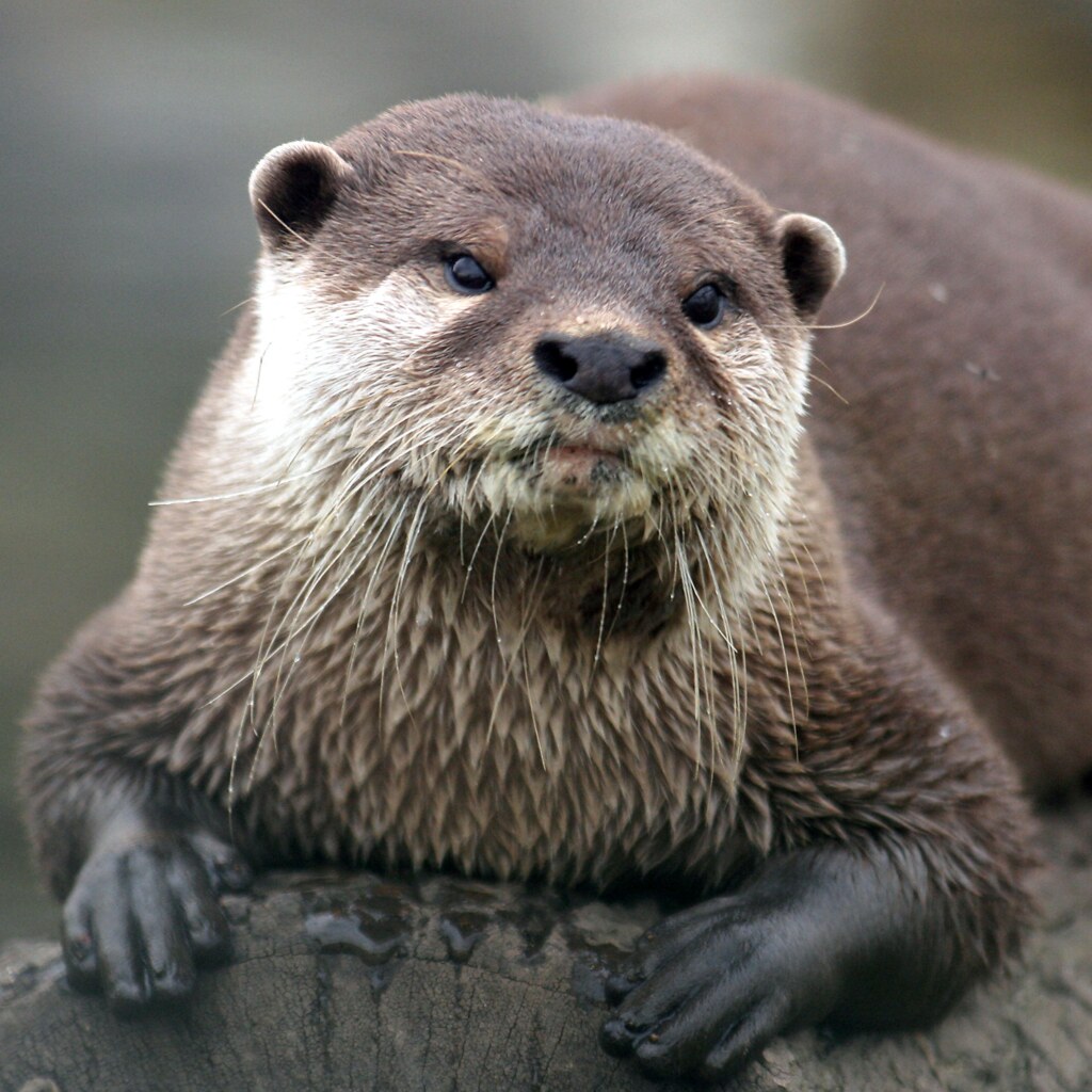 Photo of an otter.