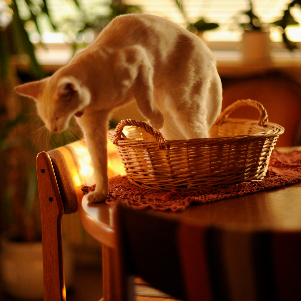 Photo of a cat getting out of a basket