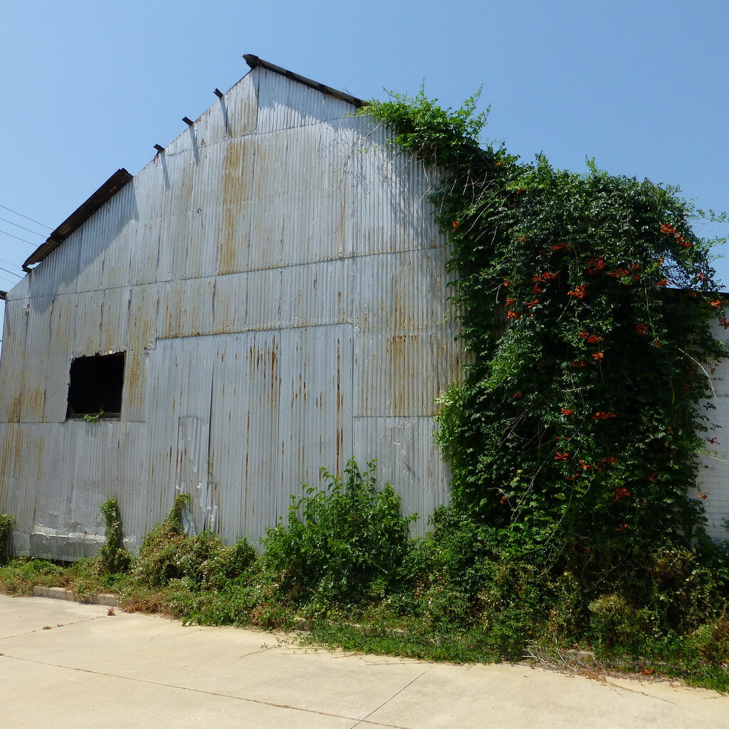 Photo of an overgrown garden