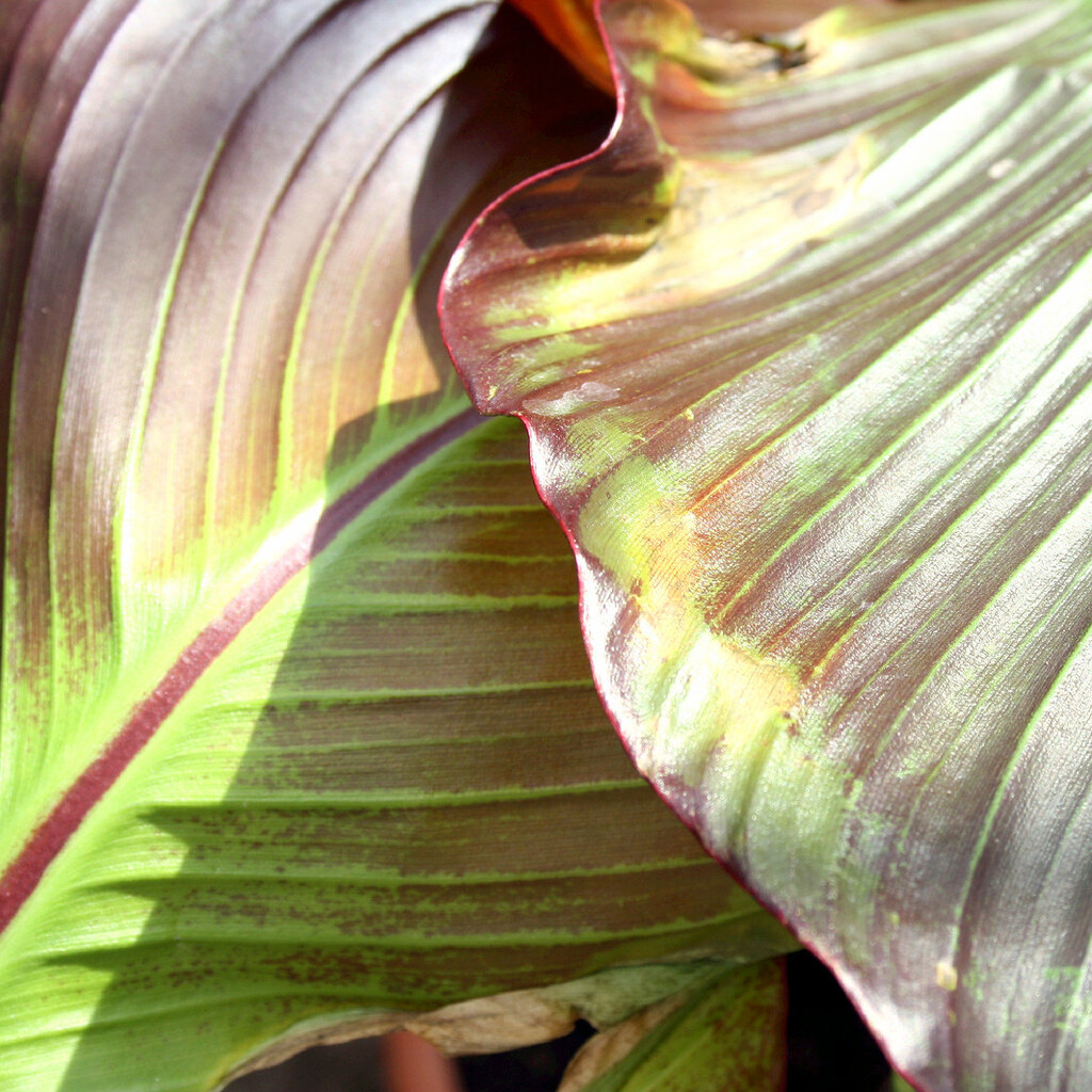 Photo of two overlapping leaves