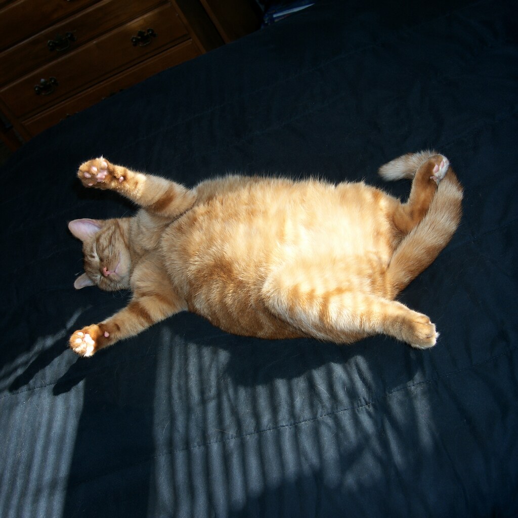 Photo of a fat cat