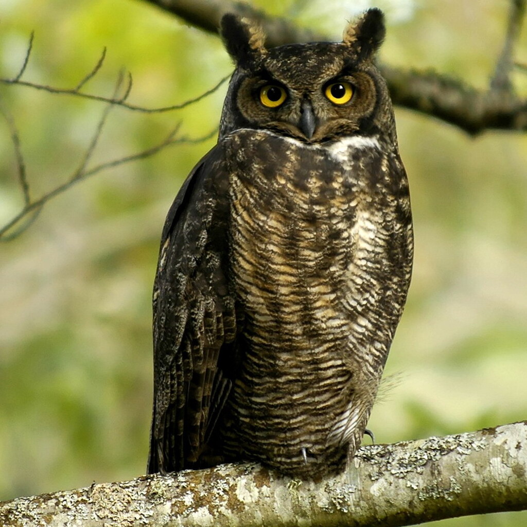 Photo of an owl