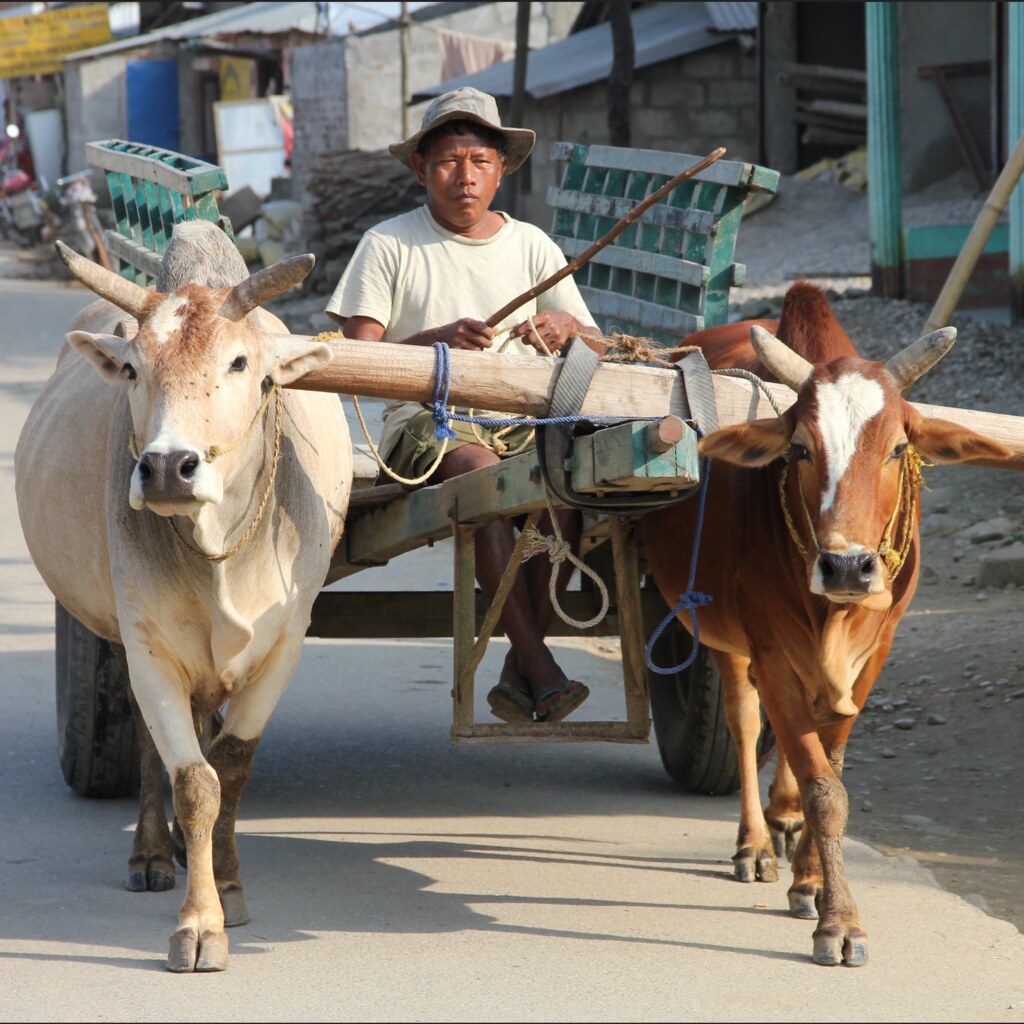 Photo of a pair of oxen.