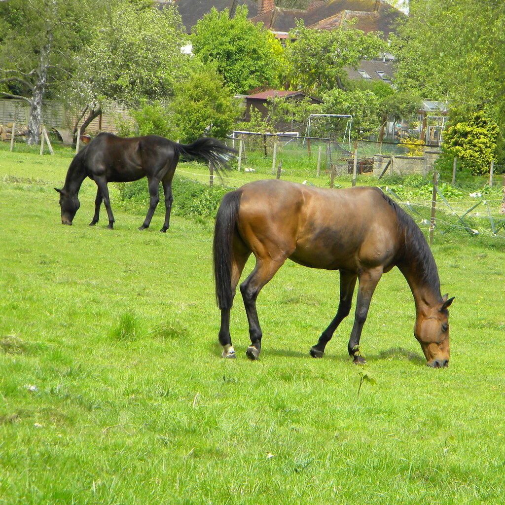 Photo of horses in a paddock.