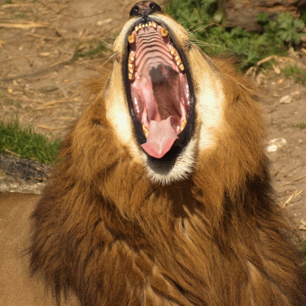 Photo of a lion's palate